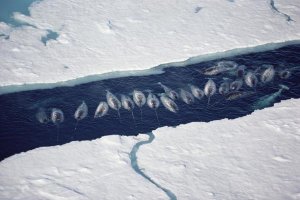 Flip Nicklin - Narwhal group in ice break