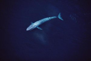 Flip Nicklin - Blue Whale aerial view of an 80 foot individual, Sea of Cortez, Mexico