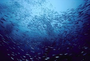 Flip Nicklin - Northern Anchovy school near San Clemente, southern California