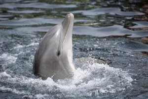 Flip Nicklin - Bottlenose Dolphin, Hawaii