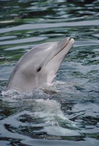 Flip Nicklin - Bottlenose Dolphin portrait