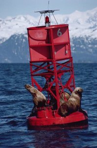 Flip Nicklin - Oil stained Steller's Sea Lions, Exxon Valdez Oil Spill, Prince William Sound, Alaska