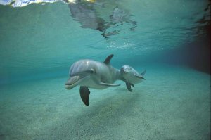 Flip Nicklin - Bottlenose Dolphin underwater mother and young, Hawaii