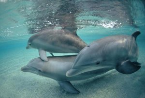 Flip Nicklin - Bottlenose Dolphin underwater trio, Hawaii