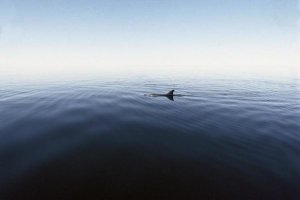 Flip Nicklin - Bottlenose Dolphin surfacing, Shark Bay, Australia