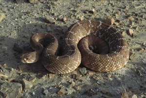 Larry Minden - Red Rattlesnake, Baja California, Mexico