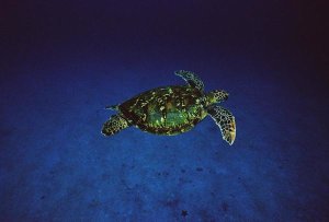 Flip Nicklin - Green Sea Turtle swimming off of Cocos Island, Costa Rica