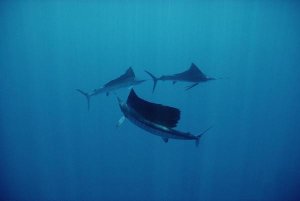 Flip Nicklin - Pacific Sailfish trio swimming off of Manualita Island, Costa Rica