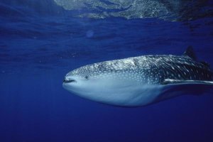 Flip Nicklin - Whale Shark portrait, largest shark species, Cocos Island, Costa Rica