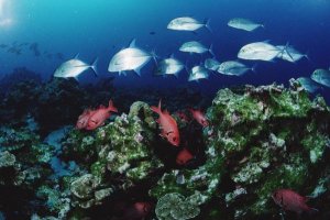 Flip Nicklin - Cavalla and Squirrelfish schools patrolling reef, Cocos Island, Costa Rica