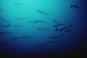 Flip Nicklin - Scalloped Hammerhead Shark school, Cocos Island, Costa Rica