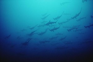 Flip Nicklin - Scalloped Hammerhead Shark school, Cocos Island, Costa Rica
