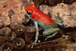 Mark Moffett - Granular Poison Dart Frog on bird's nest fungus, Corcovado NP, Costa Rica