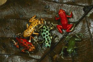 Mark Moffett - Strawberry Poison Dart Frog color variations, Bocas del Toro, Panama