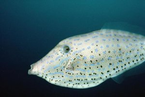 Flip Nicklin - Scrawled Filefish portrait off of Cocos Island, Costa Rica