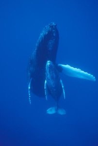 Flip Nicklin - Humpback Whale cow and calf resting, Maui, Hawaii