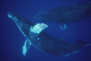 Flip Nicklin - Humpback Whale singer and joiner, Maui, Hawaii