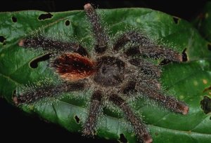 Mark Moffett - Tarantula juvenile, Rio Momon, Peru