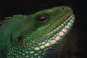 Mark Moffett - Water Dragon face, Tam Dao National Park, Vietnam