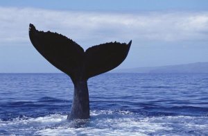 Flip Nicklin - Humpback Whale tail lob, Maui, Hawaii