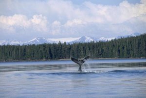 Flip Nicklin - Humpback Whale tail, Southeast Alaska