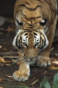 San Diego Zoo - Bengal Tiger approaching, native to India