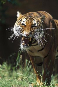 San Diego Zoo - Bengal Tiger snarling, native to India