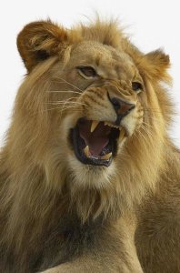 San Diego Zoo - African Lion male growling, native to Africa