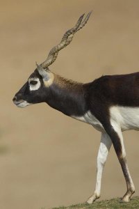 San Diego Zoo - Blackbuck adult, native to India