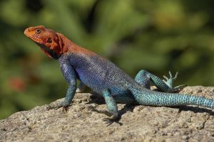 San Diego Zoo - Red-headed Rock Agama male lizard sunning on rock, native to Africa