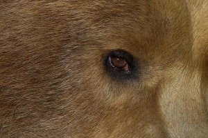 San Diego Zoo - Grizzly Bear portrait, native to North America