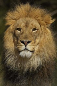 San Diego Zoo - African Lion male portrait, native to Africa