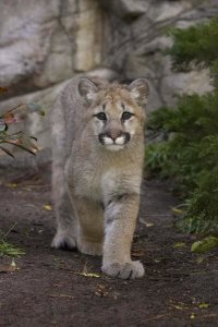 San Diego Zoo - Mountain Lion cub walking, native to North America