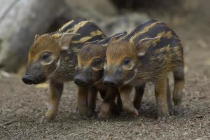 San Diego Zoo - Red River Hog piglet trio, native to Africa