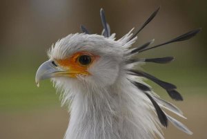 San Diego Zoo - Secretary Bird portrait, native to Africa