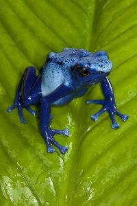 San Diego Zoo - Blue Poison Dart Frog very tiny poisonous frog, native to South America