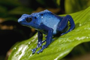 San Diego Zoo - Blue Poison Dart Frog very tiny poisonous frog, native to South America