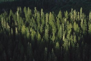 Mark Moffett - Forest aerial view, Olympic National Park, Washington