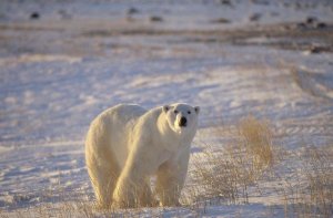 Flip Nicklin - Polar Bear standing on tundra with grasses, near Hudson Bay, Canada