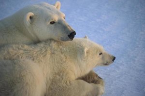 Flip Nicklin - Polar Bear and cub at dawn, Churchill, Manitoba, Canada