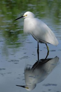 Flip Nicklin - Snowy Egret wading through shallow water, Florida Keys