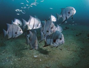 Flip Nicklin - Atlantic Spadefish school, Gray's Reef NMS, Georgia