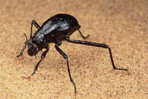 Mark Moffett - Darkling Beetle bends down to drink dew collected on its back, Namib Desert