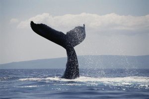 Flip Nicklin - Humpback Whale tail lobs, Maui, Hawaii