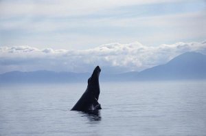 Flip Nicklin - Humpback Whale breaching, Southeast Alaska