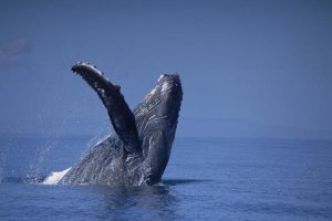 Flip Nicklin - Humpback Whale breaching, Maui, Hawaii