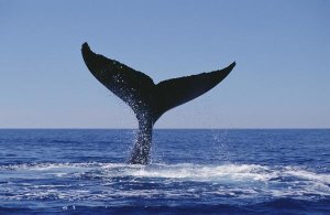 Flip Nicklin - Humpback Whale tail lobs, Maui, Hawaii