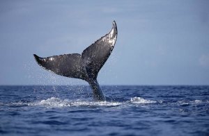 Flip Nicklin - Humpback Whale tail lobs, Maui, Hawaii