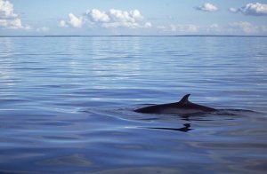 Flip Nicklin - Common Minke Whale dorsal fin, San Juan Islands, Washington