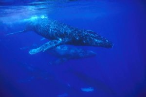 Flip Nicklin - Humpback Whale pod traveling with group of over 30 whales, Maui, Hawaii